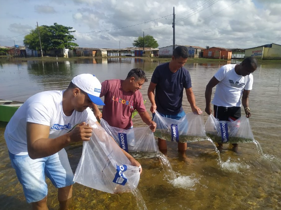 Codevasf realiza repovoamento de peies com 50 mil novos alevinos!