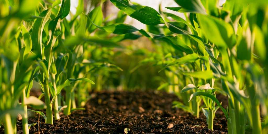 PREFEITURA DE TOBIAS BARRETO ABRE CHAMADA PÚBLICA PARA O PROGRAMA DE AQUISIÇÃO DE ALIMENTOS (PAA)